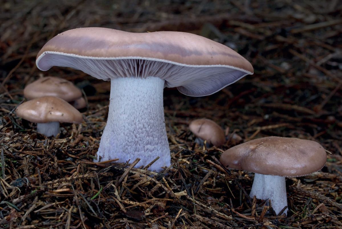 Lepista nuda