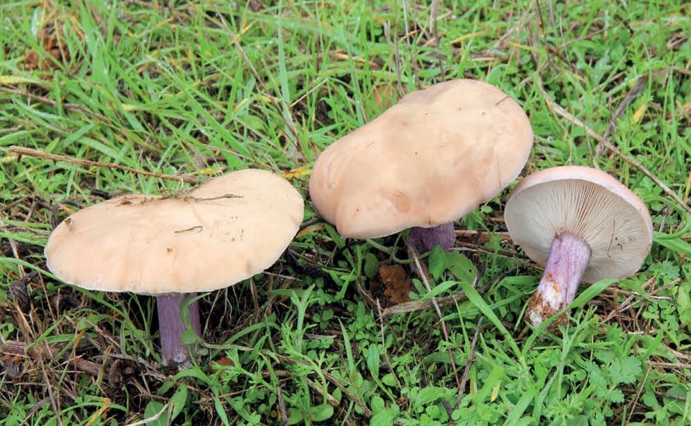 Lepista personata