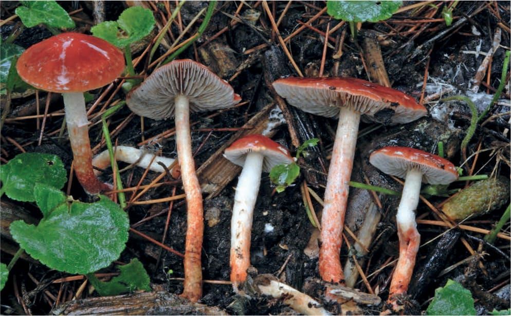 Leratiomyces ceres