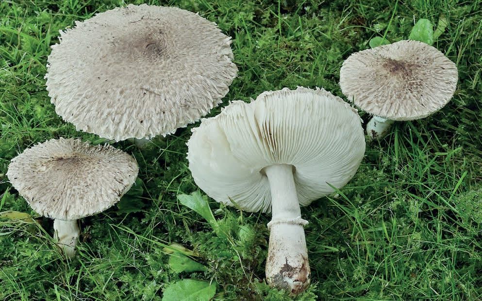 Leucoagaricus barssii