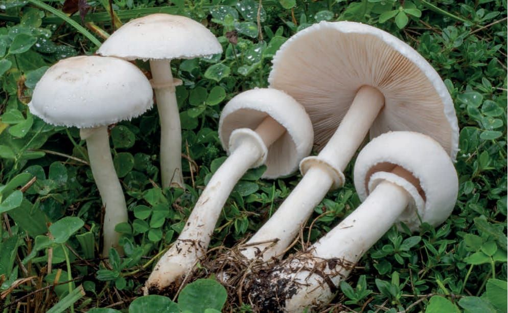 Leucoagaricus leucothites