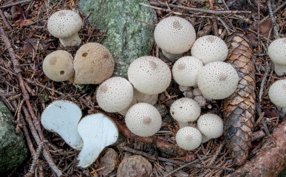Lycoperdon perlatum