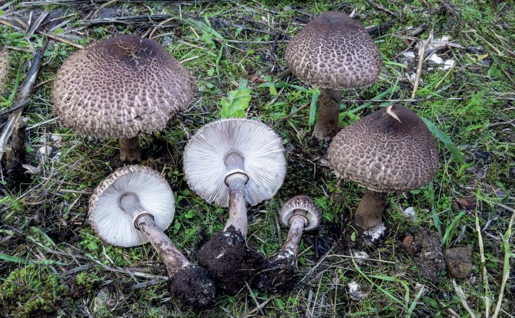 Macrolepiota fuligineosquarrosa