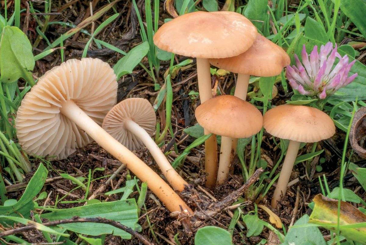 Marasmius oreades