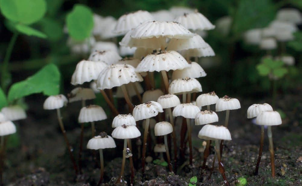 Marasmius rotula