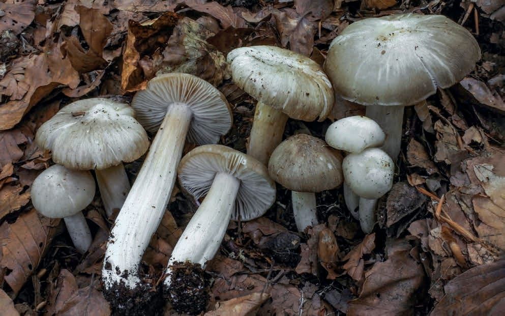 Megacollybia platyphylla