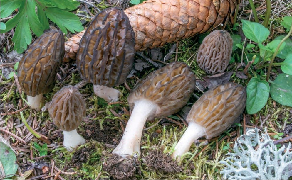 Morchella deliciosa