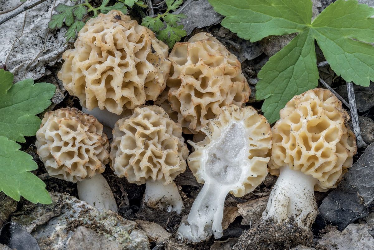 Morchella esculenta