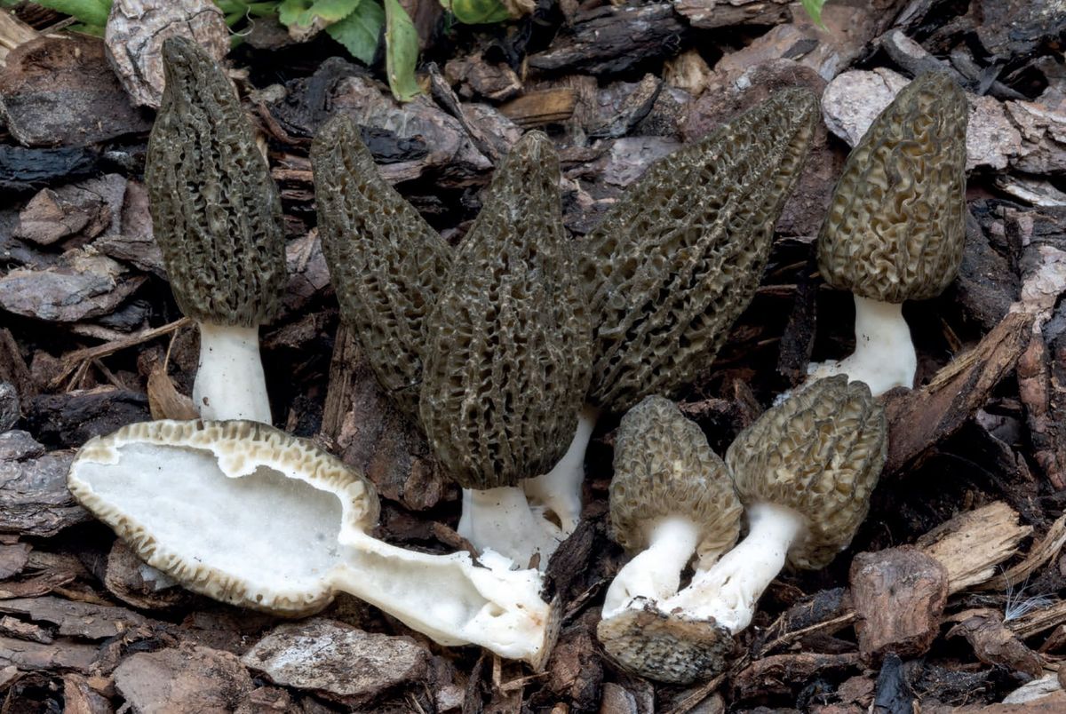 Morchella importuna