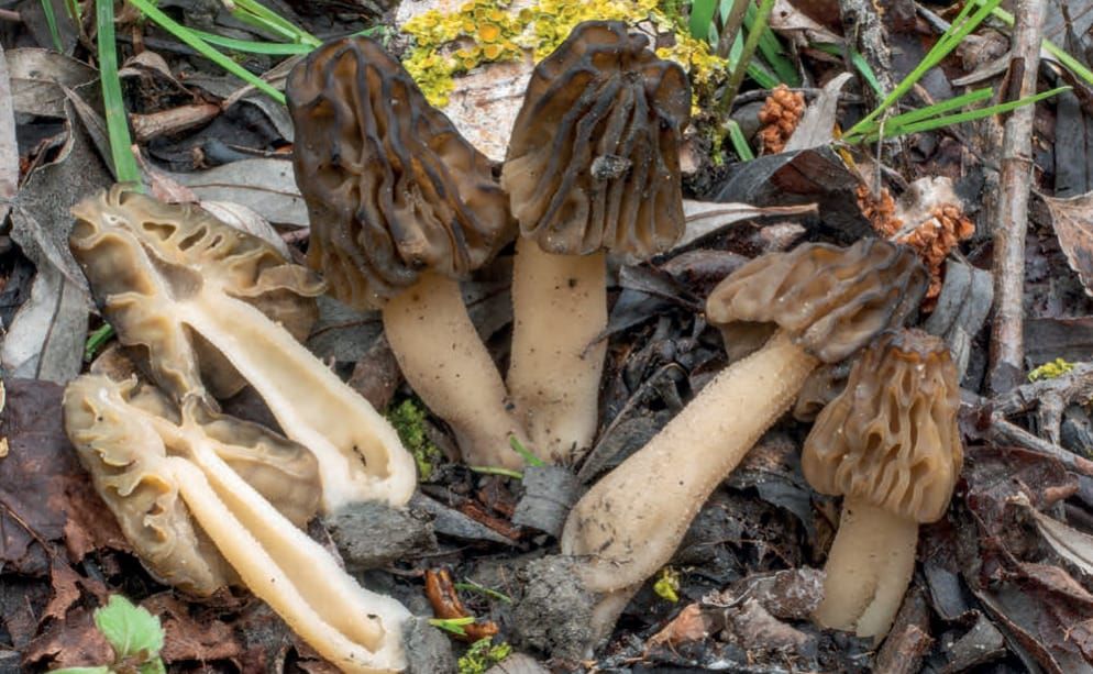 Morchella semilibera
