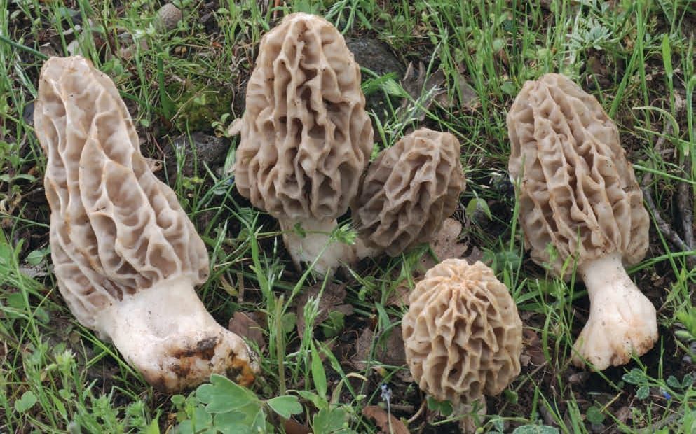 Morchella tridentina