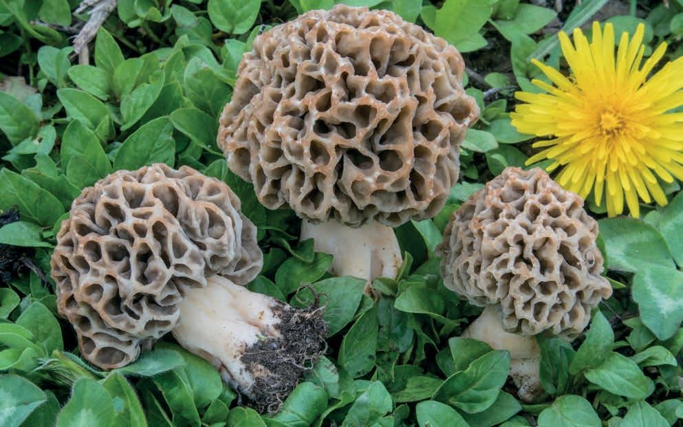 Morchella vulgaris