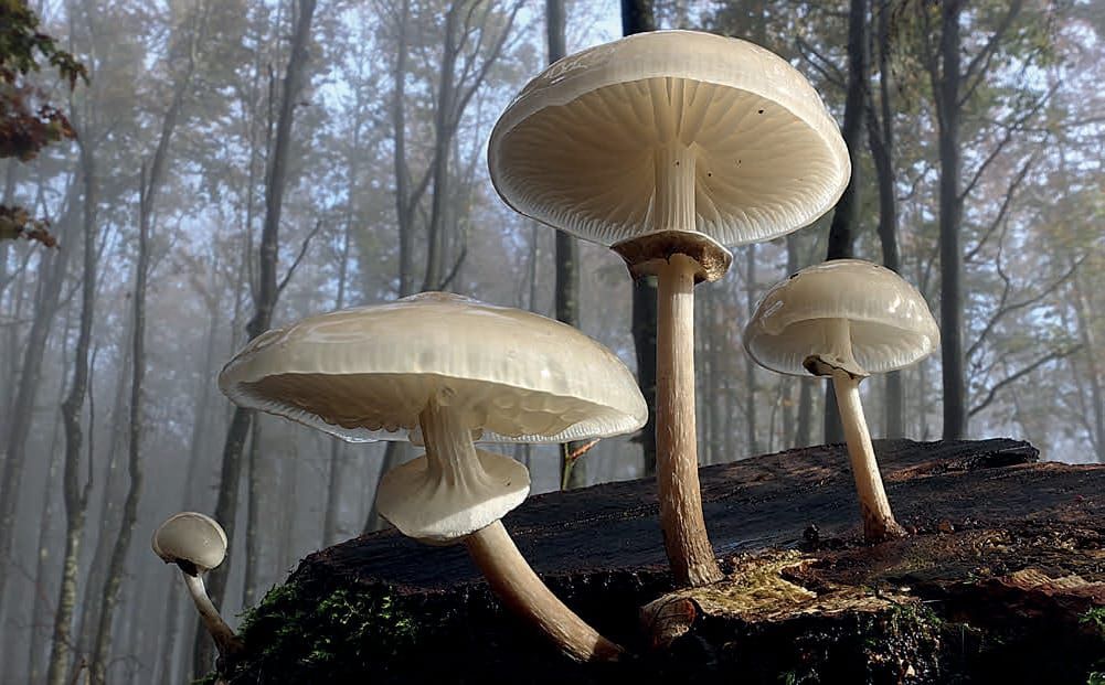 Mucidula mucida