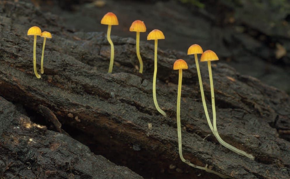 Mycena acicula
