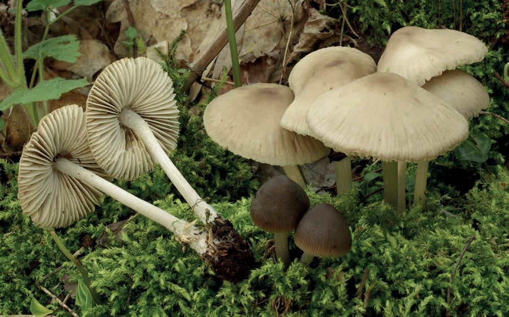 Mycena galericulata