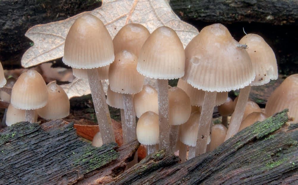 Mycena inclinata