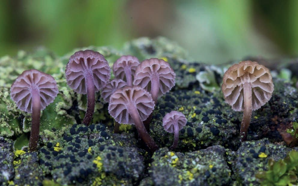 Mycena meliigena