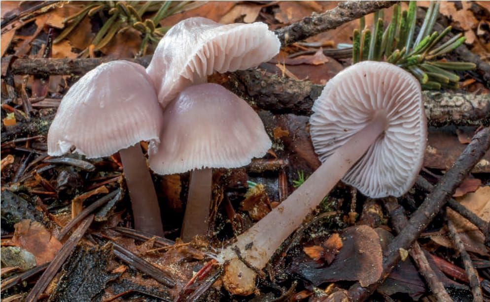 Mycena pura