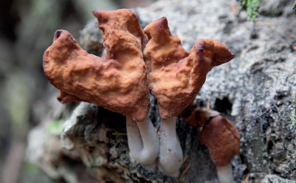 Paragyromitra infula