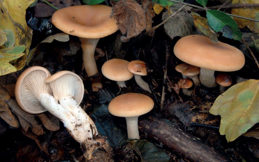 Paralepista flaccida