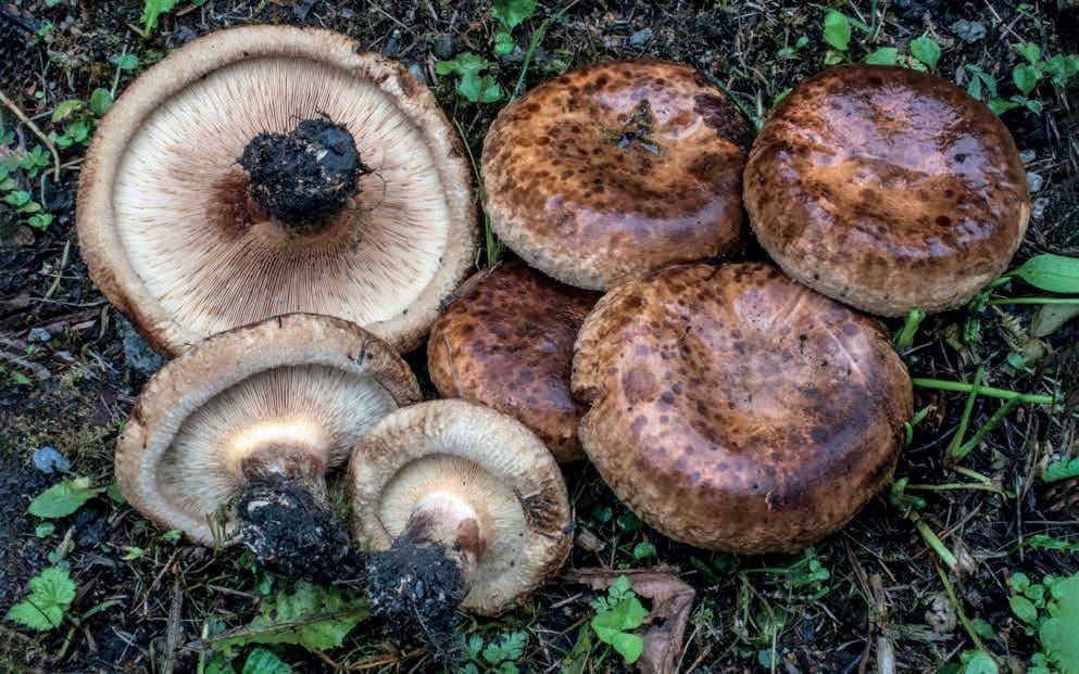 Paxillus involutus