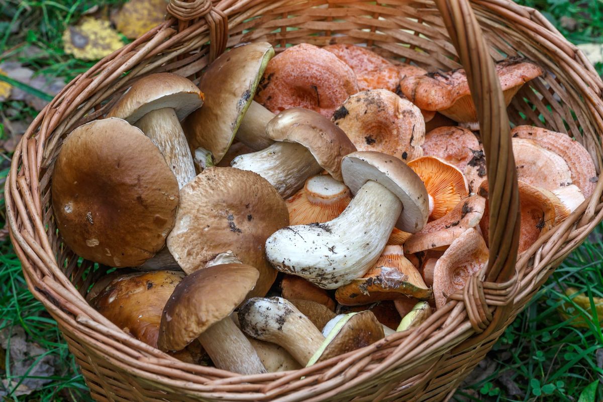 Un cestino di vimini contiene funghi raccolti