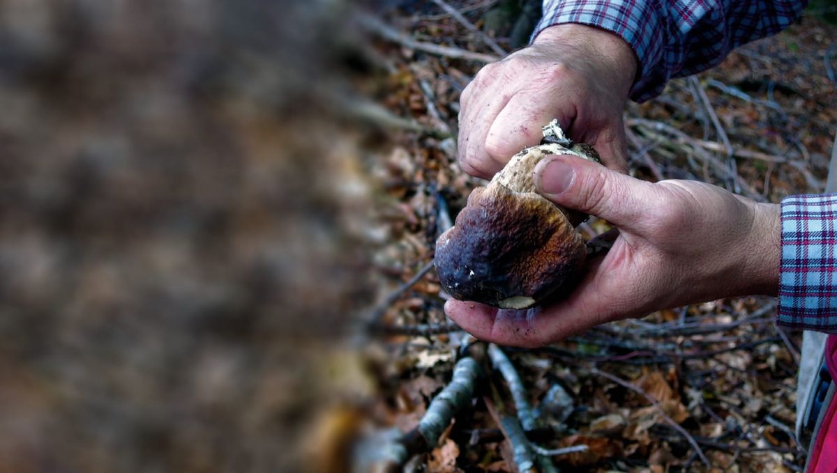 Mani impegnate a pulire un fungo con un coltellino