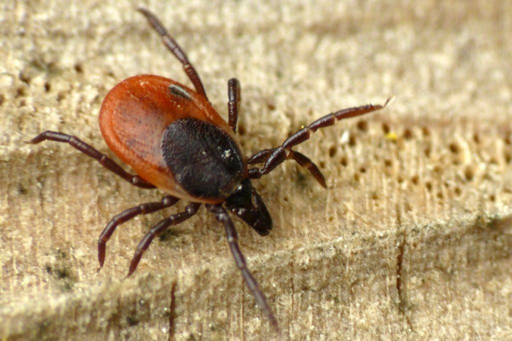 Ixodes ricinus fotografata in primo piano