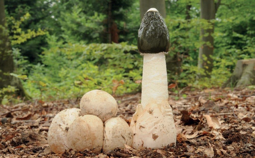 Phallus impudicus