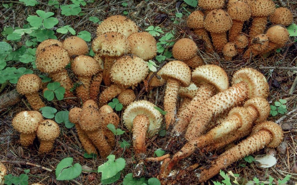 Pholiota squarrosa
