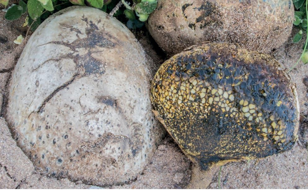Pisolithus arhizus