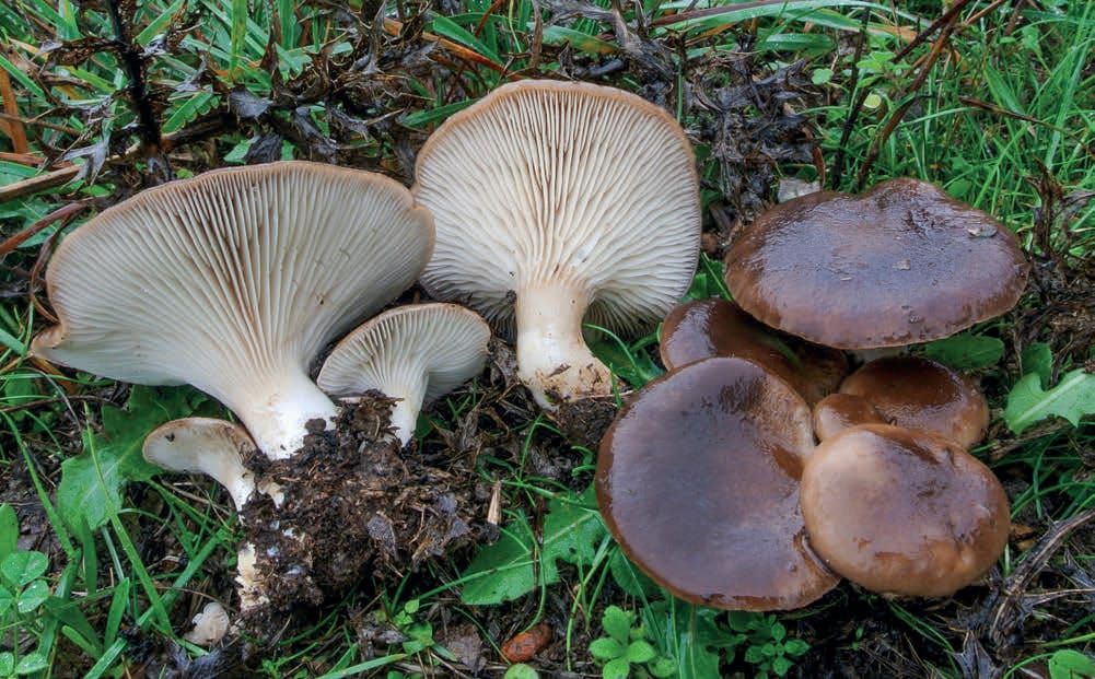 Pleurotus eryngii