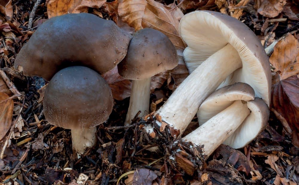 Pluteus cervinus