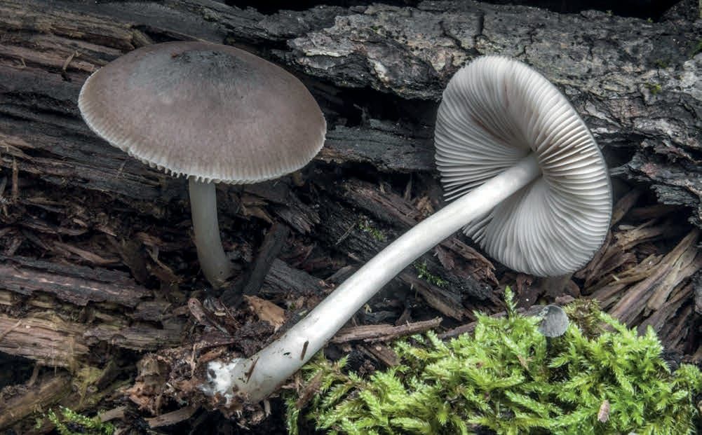 Pluteus salicinus