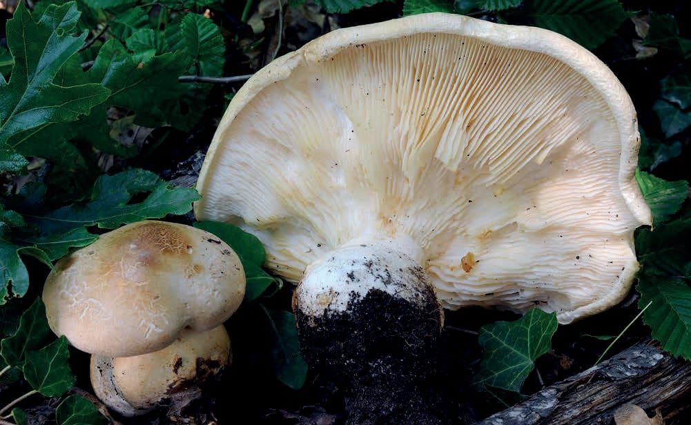 Pogonoloma macrorhizum