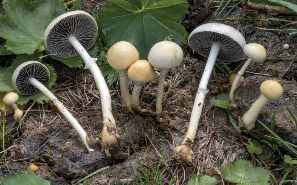 Protostropharia semiglobata