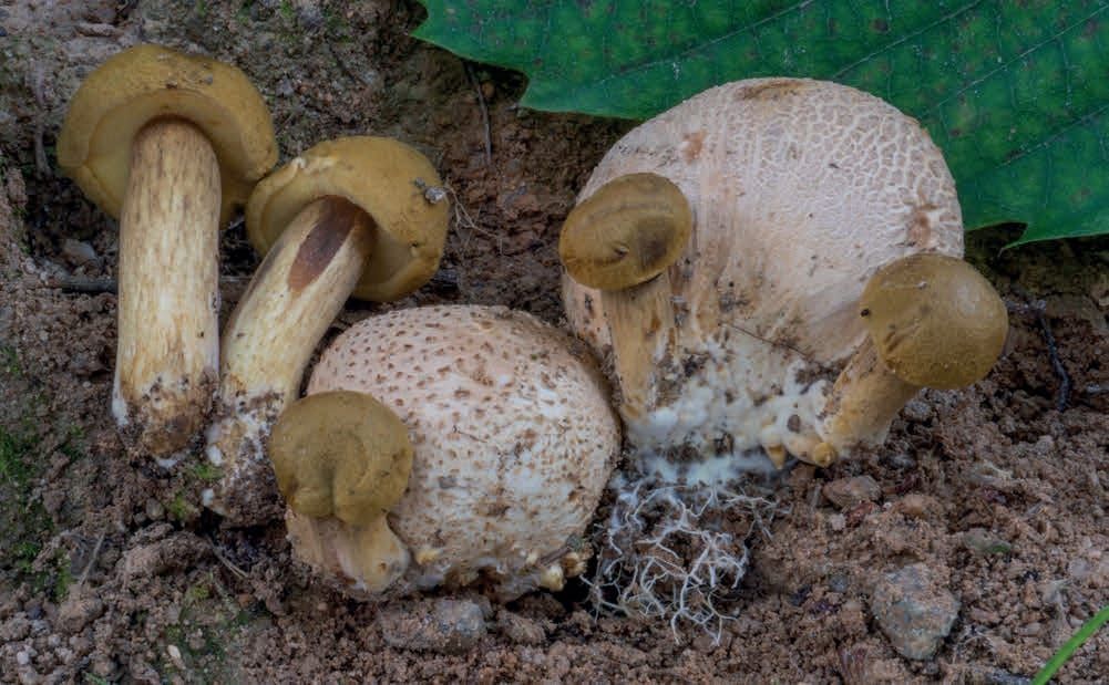 Pseudoboletus parasiticus