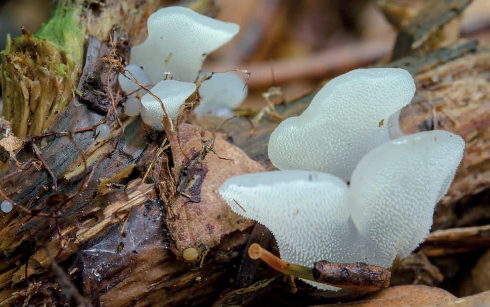 Pseudohydnum gelatinosum