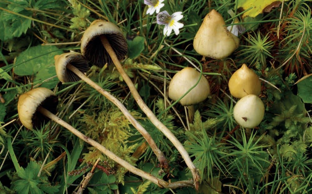Psilocybe semilanceata