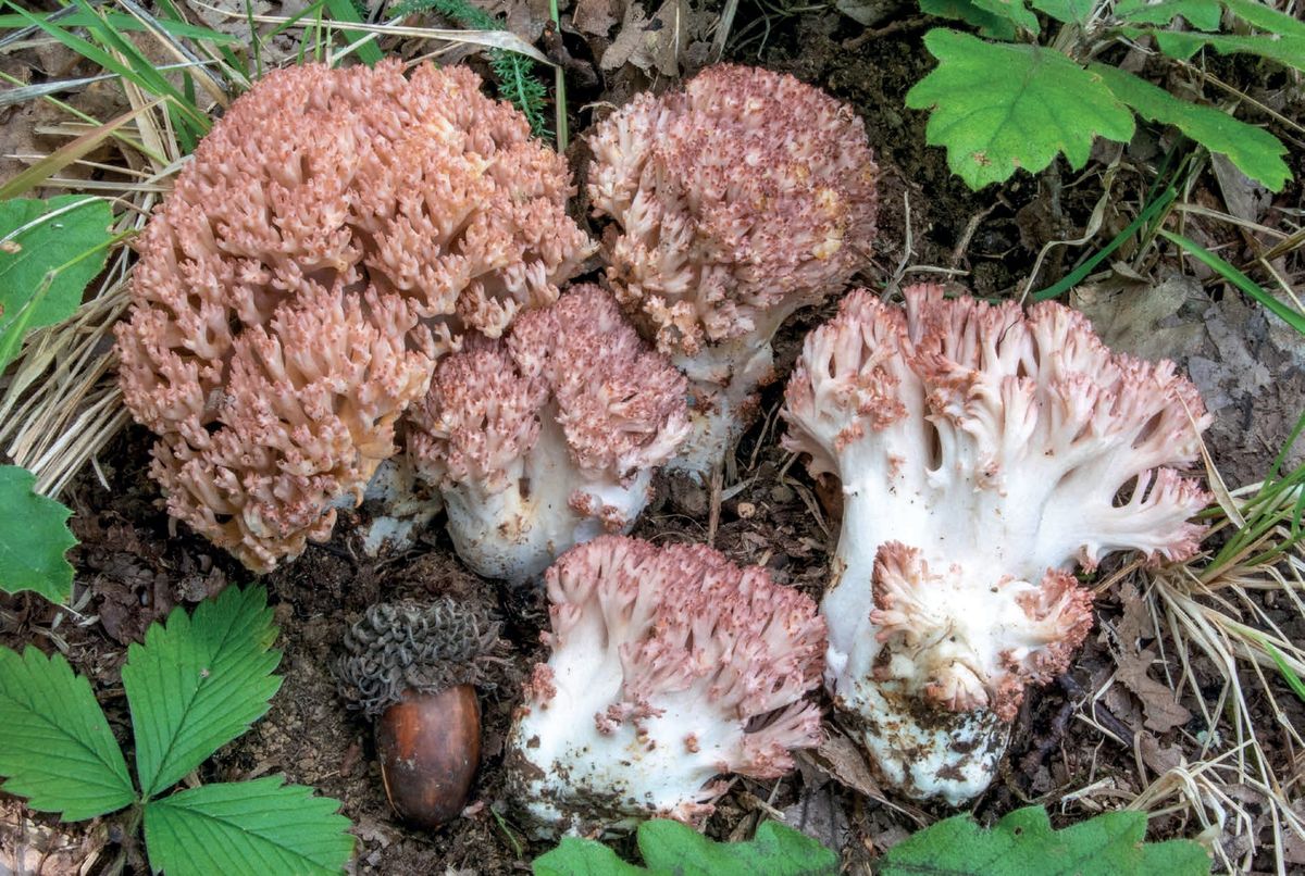 Ramaria botrytis
