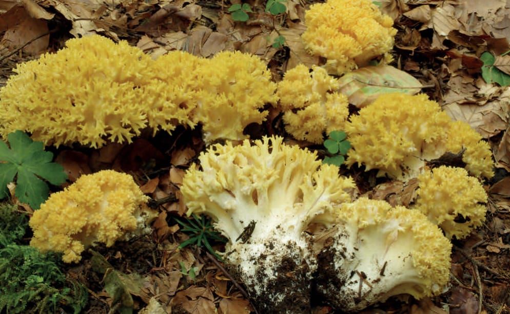 Ramaria flava
