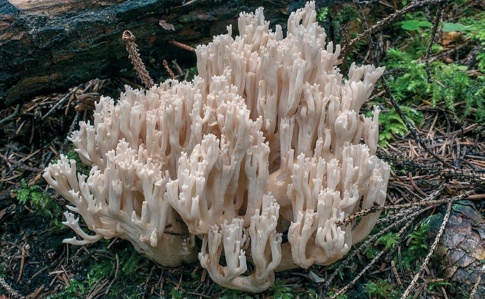 Ramaria pallida