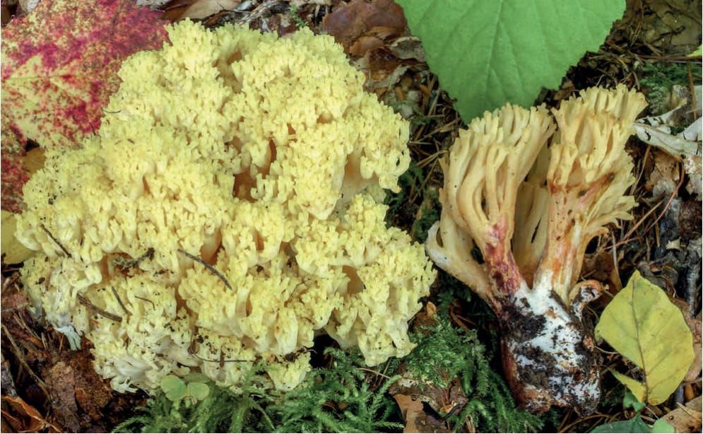 Ramaria sanguinea
