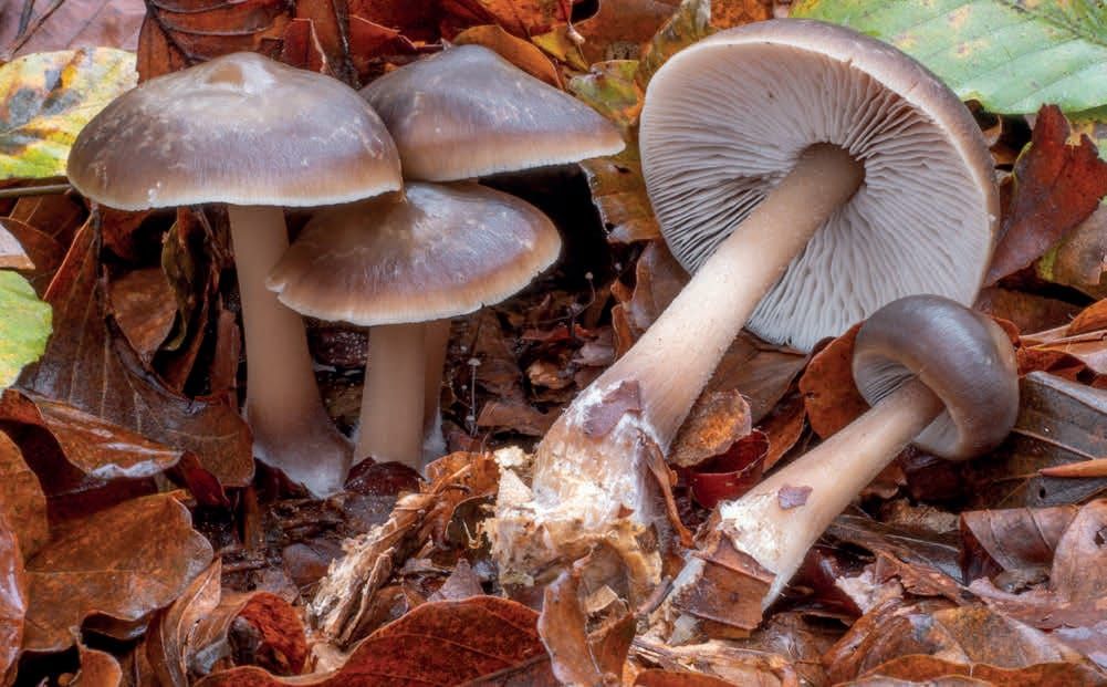 Rhodocollybia butyracea