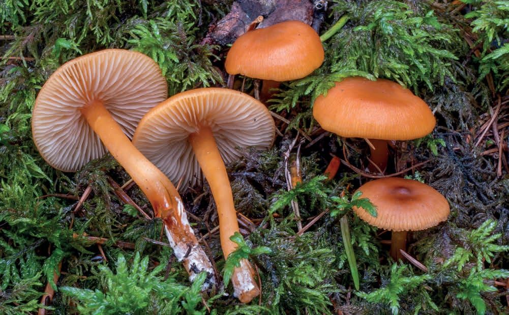 Rhodophana nitellina