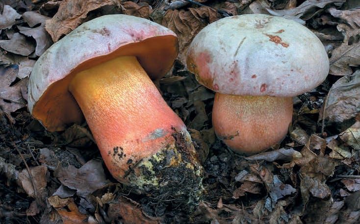 Rubroboletus legaliae