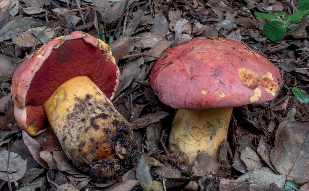 Rubroboletus lupinus