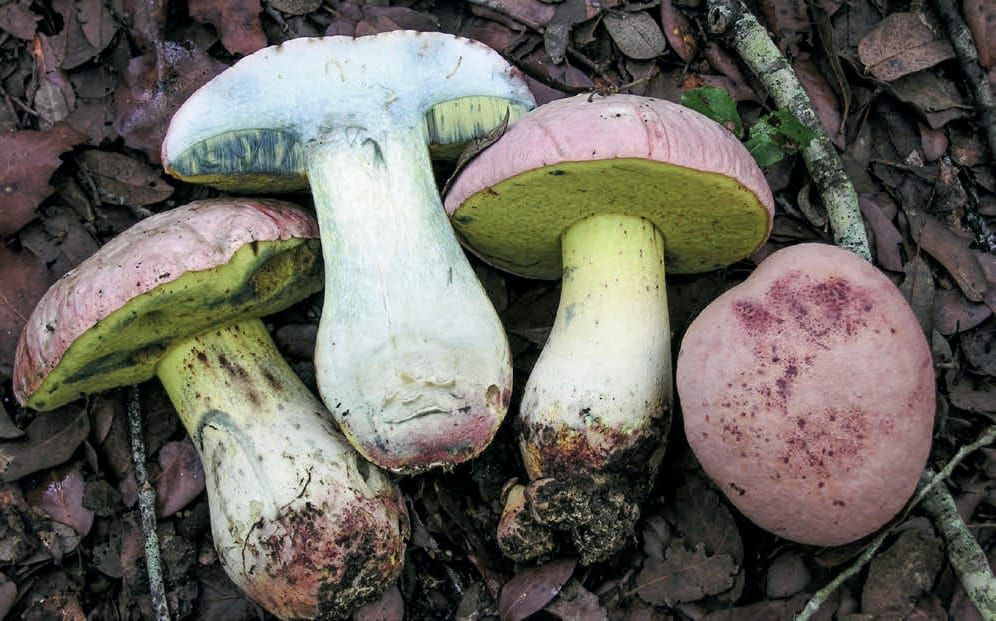 Rubroboletus pulchrotinctus