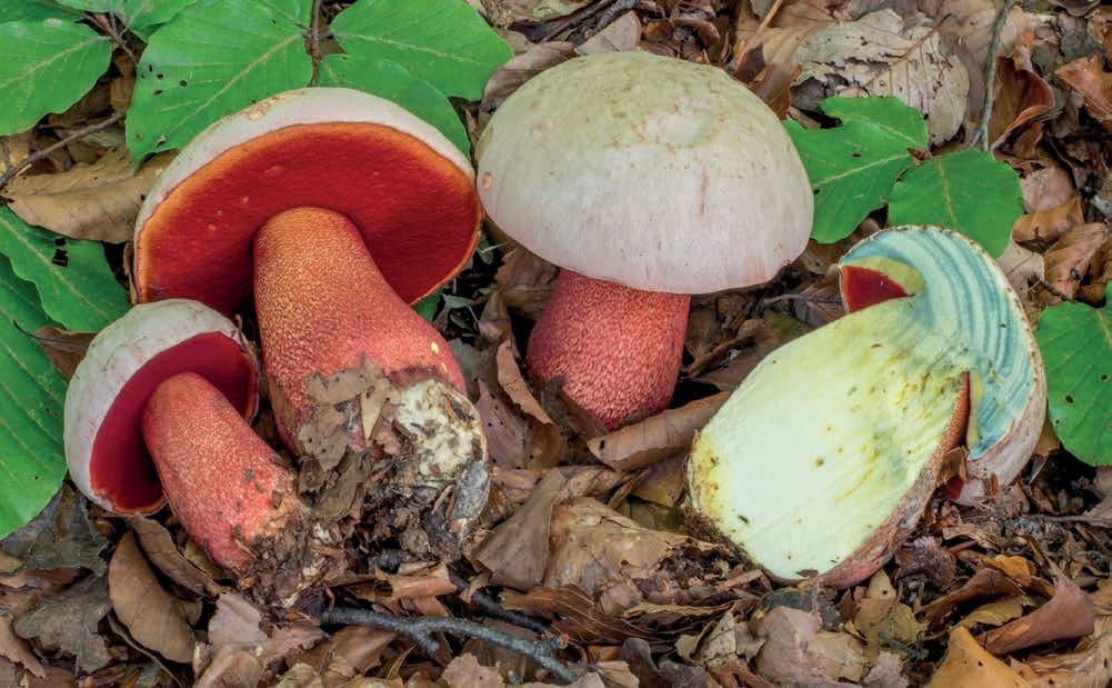 Rubroboletus rhodoxanthus