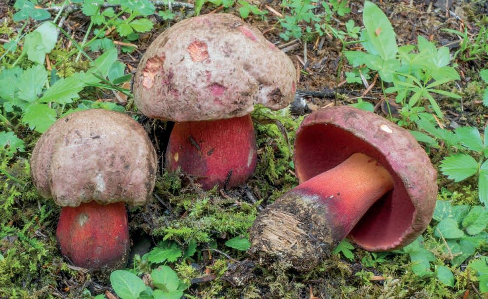 Rubroboletus rubrosanguineus